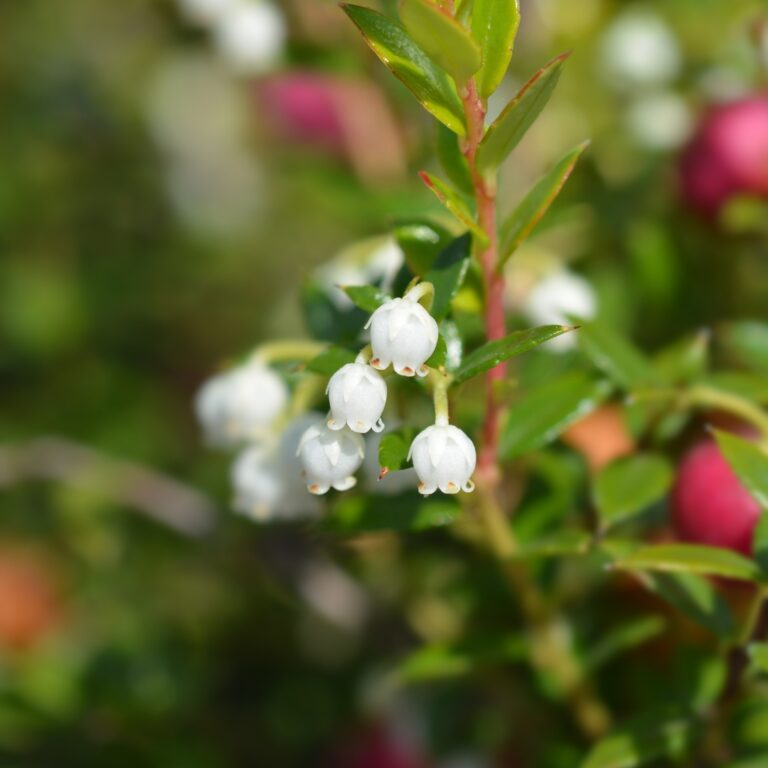 Wintergreen eteerinen öljy lihas- ja nivelkipujen hoidossa